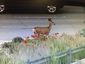 Wild Animals Danger In Denver Area